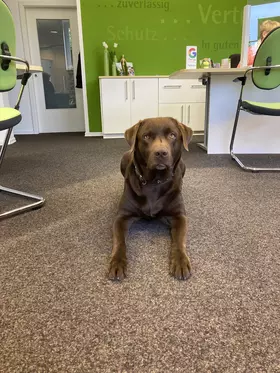 Eddy Agentursecurity