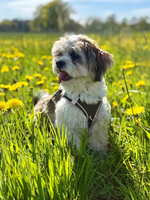Loki 
