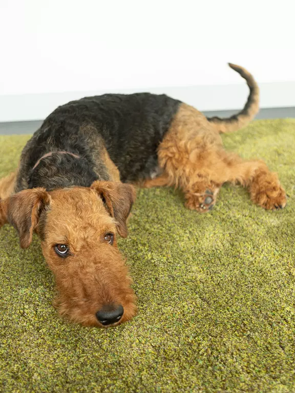 Bruno Airedale