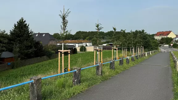 Baumpatenschaft, unser Engagement für die Zukunft