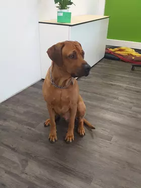Balou Christiansen