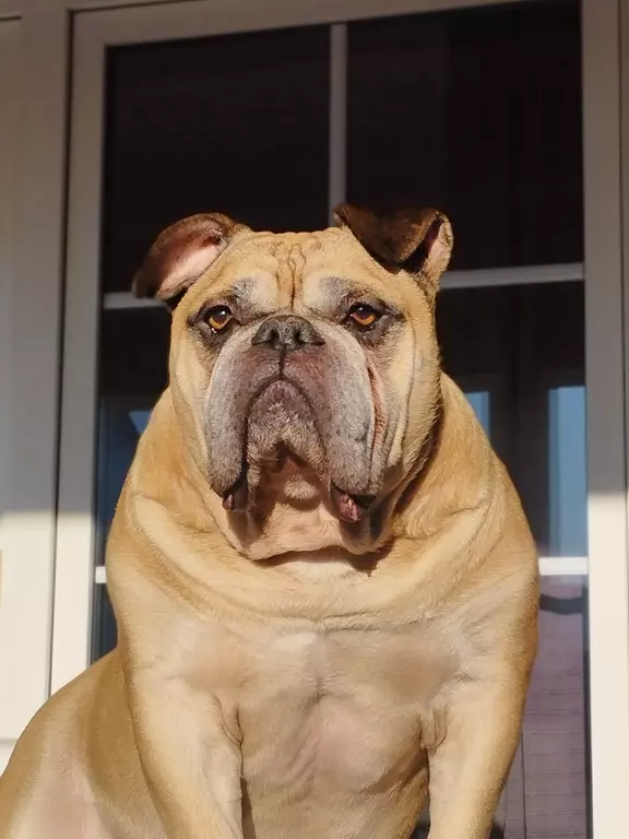 Unser  Angus