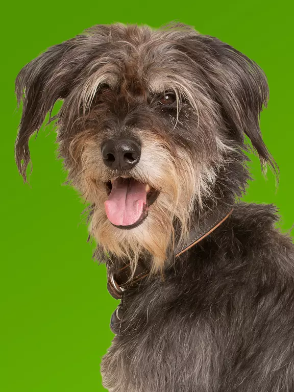 Grobi heimlicher Chef im Hintergrund