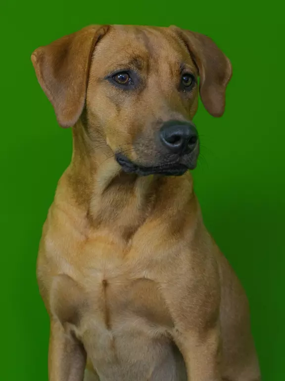 "Bürohund" Paula