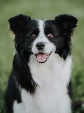 Hund Mogli