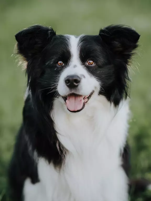 Hund Mogli