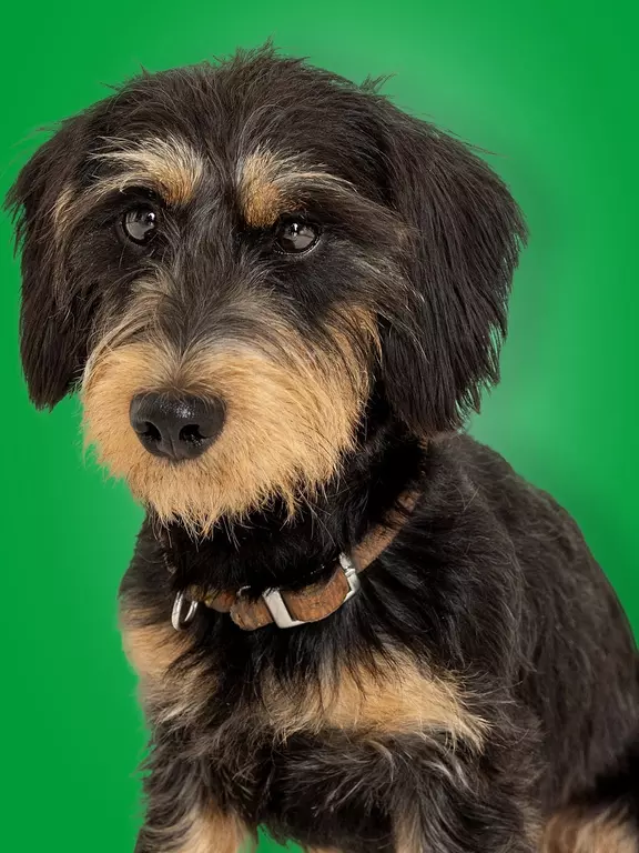 Elli vom Brengershof