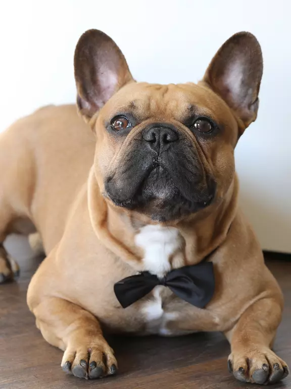 Agenturhund Odin