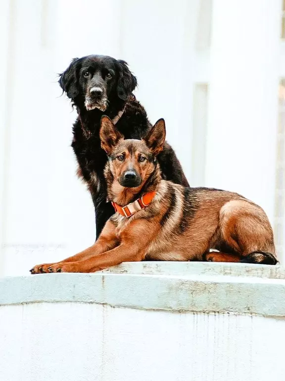 Luna und Bolli