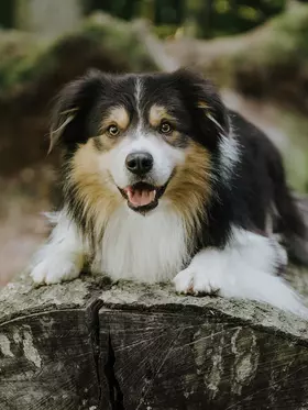 Hund Jonte