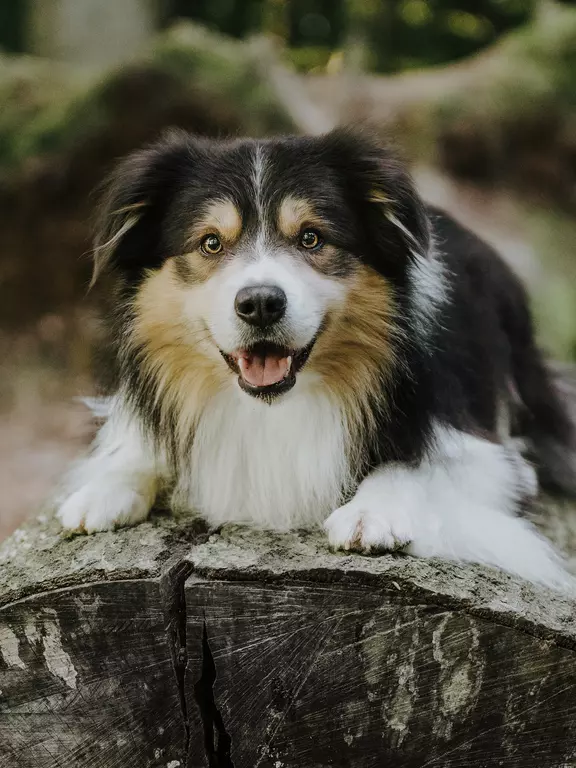 Hund Jonte