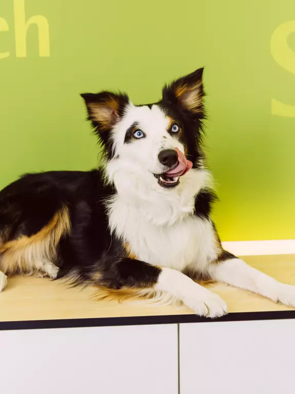 Bürohund Stanley