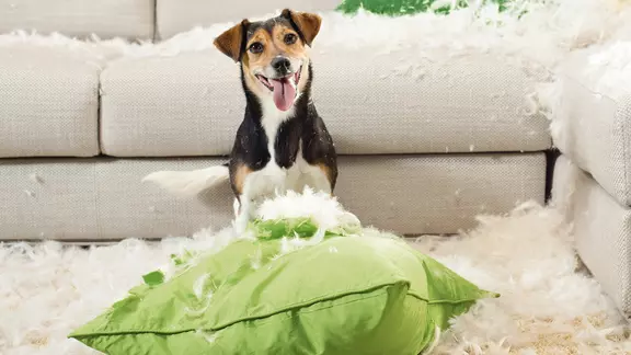 Privathaftpflichtversicherung