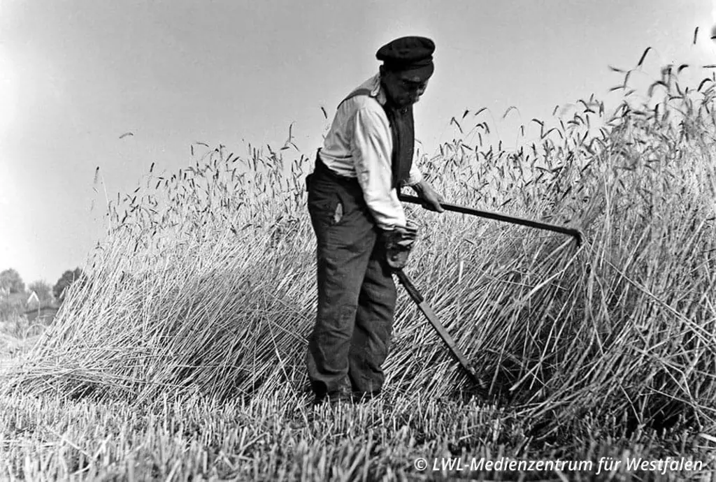 Landwirt bei der Roggenernte, schwarzweiß