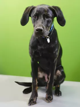 Chef-Bürohund Buddy