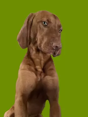 Vertrauenshund Monte