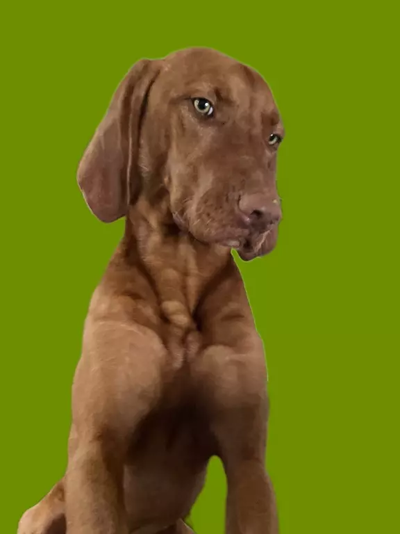 Vertrauenshund Monte