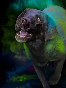 Unser Bürohund Jackson