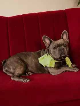 Bürohund Kurt