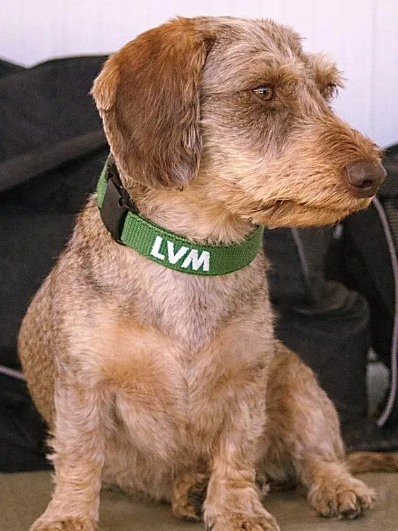 Bürohund Kuno
