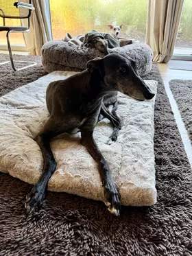 Odin, Nala und Noche