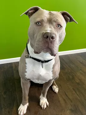 Lani 