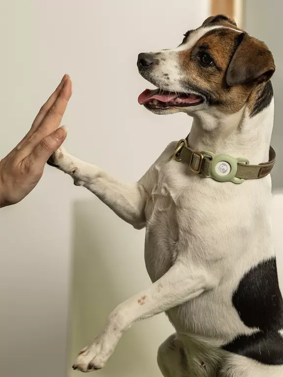 Ally 