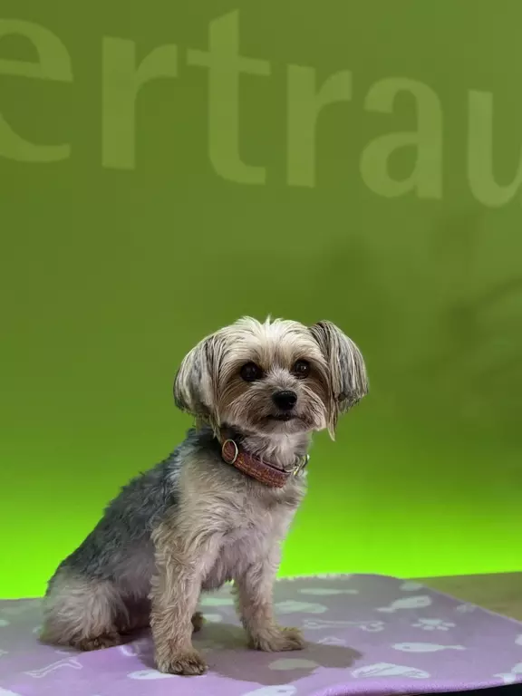 Zoe 