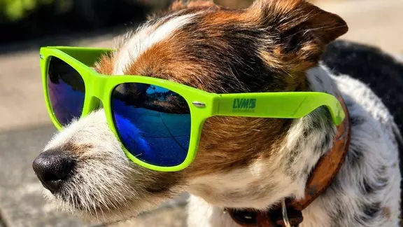 Tierische Freunde