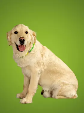 Oskar Goldenretriever