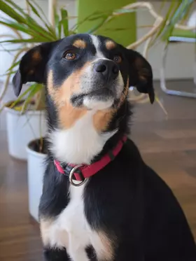 Lotti Bürohund