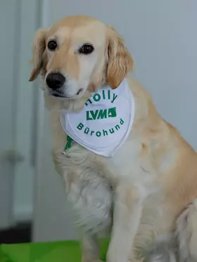 Bürohund  Holly