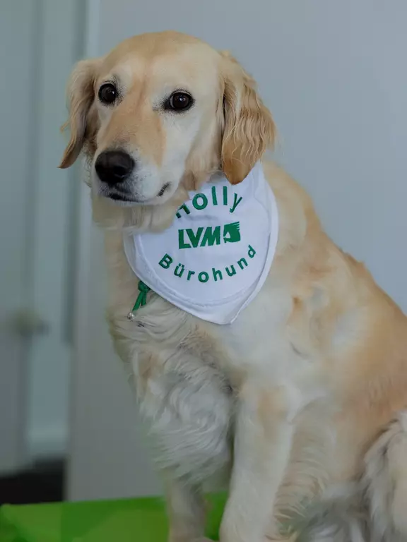 Bürohund  Holly