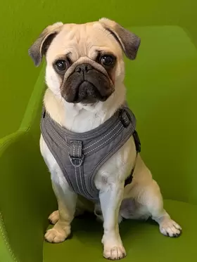 Alfie Jesewski