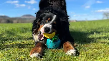 Unser Hofhund 