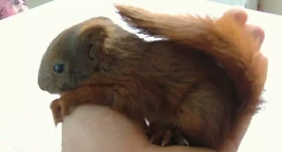 Unser Engagment für das europäische Eichhörnchen