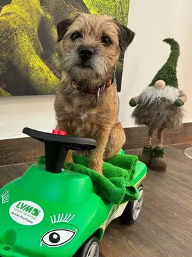 Borderterrier Beeke