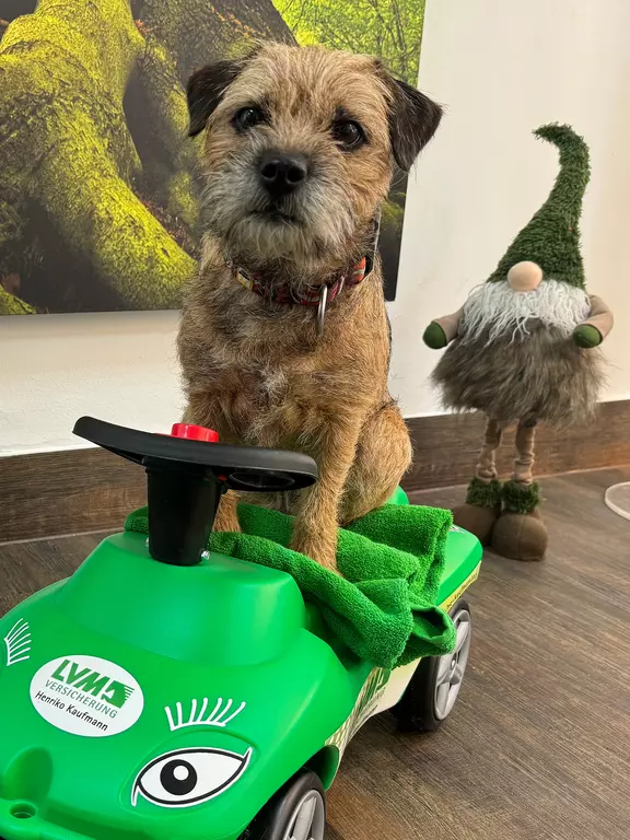Borderterrier Beeke