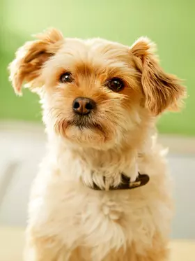 Bürohund Bruno