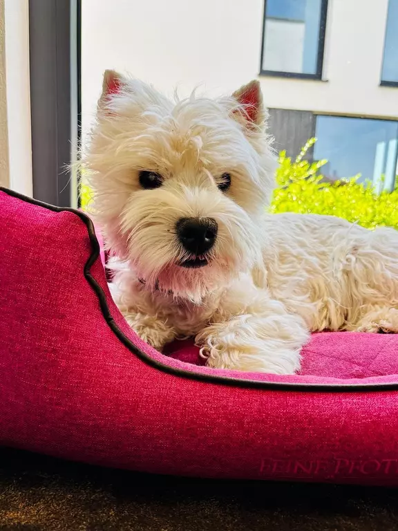 Clara Westie