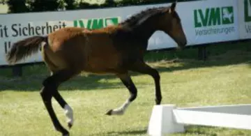 Impressionen verschiedenener Reitsportveranstaltungen aus unserer Region