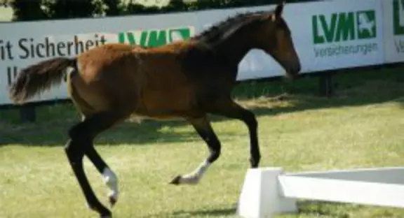 Impressionen verschiedenener Reitsportveranstaltungen aus unserer Region