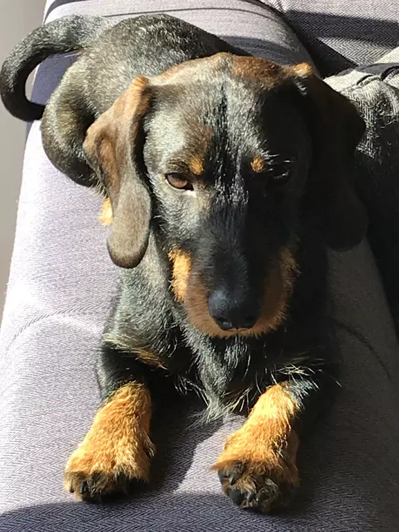 Oscar vom kleinen Kobold