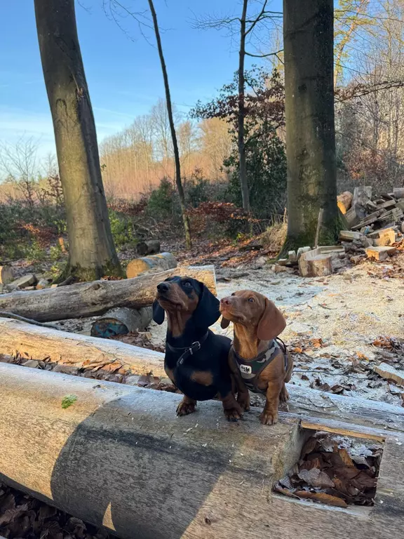 Bürohunde Daisy & Penny