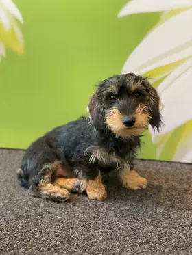 Ilvy vom Osnabrücker Rad