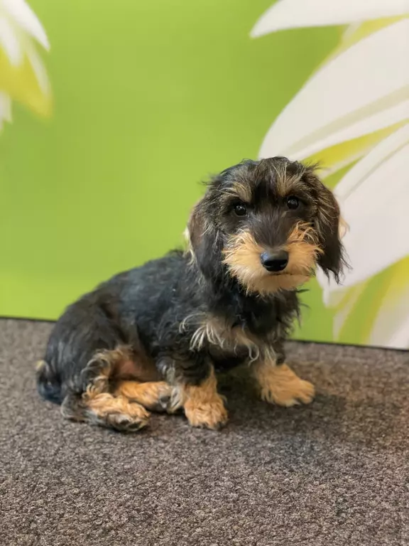 Ilvy vom Osnabrücker Rad