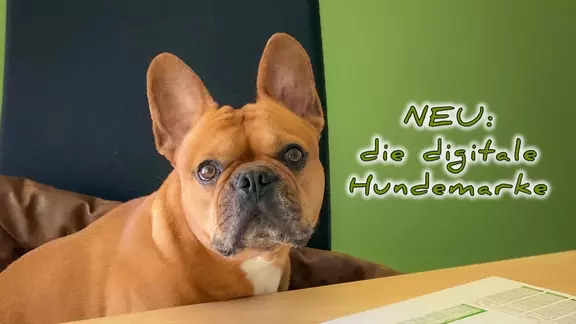 Mehr Sicherheit für Ihren Vierbeiner