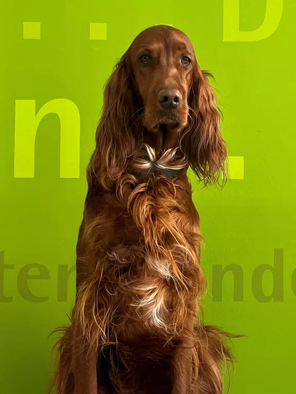 Lubi Bürohund