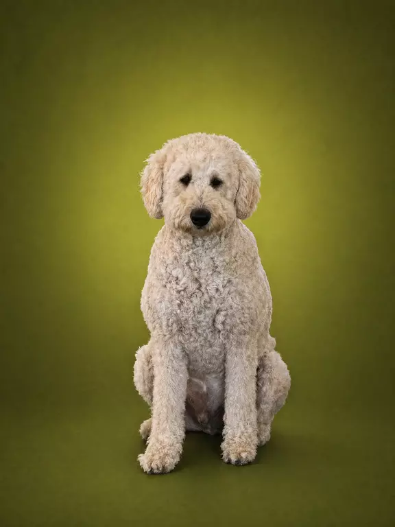 Bürohund  Henri