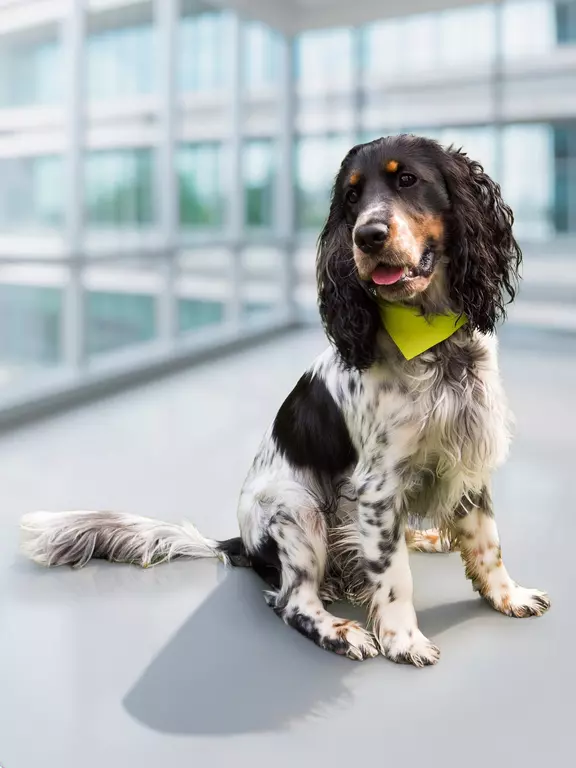 Henry Bürohund